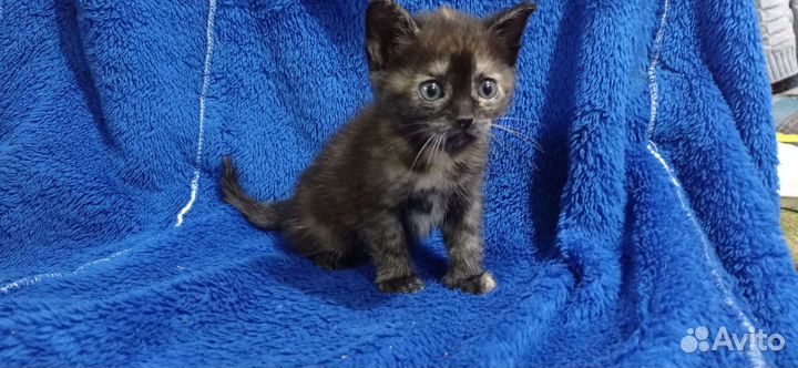 Отдам котят