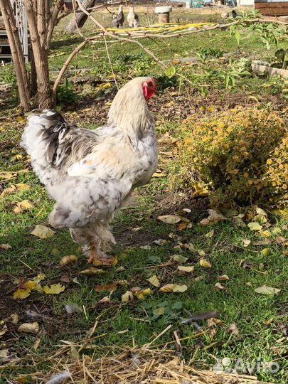 Молодые петухи