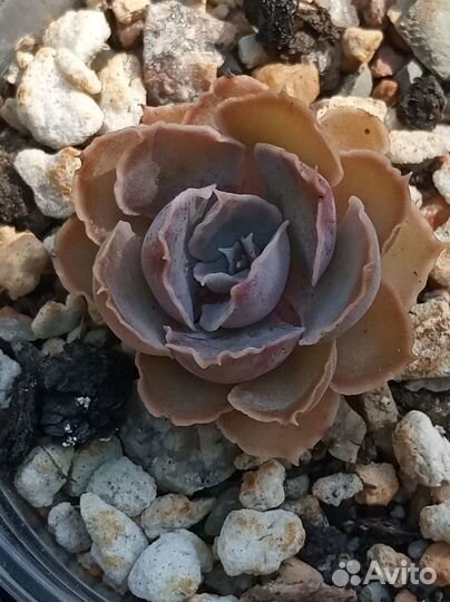 Суккуленты. Эхеверия Шавиана