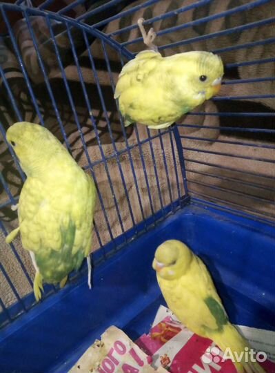 Попугайчики