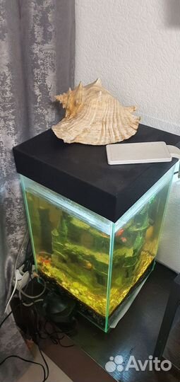 Аквариум