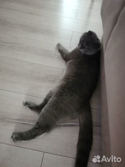 Вязка кошек британская вислоухая