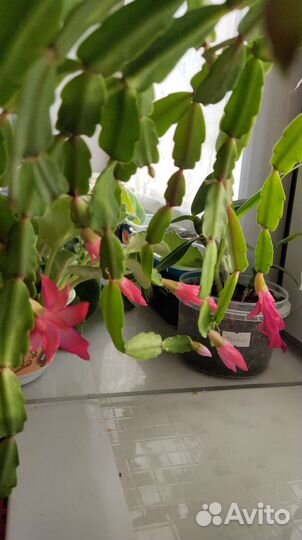 Цветок декабрист