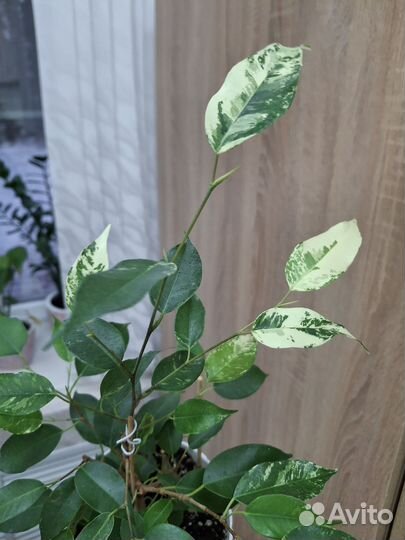 Фикус эльдорадо