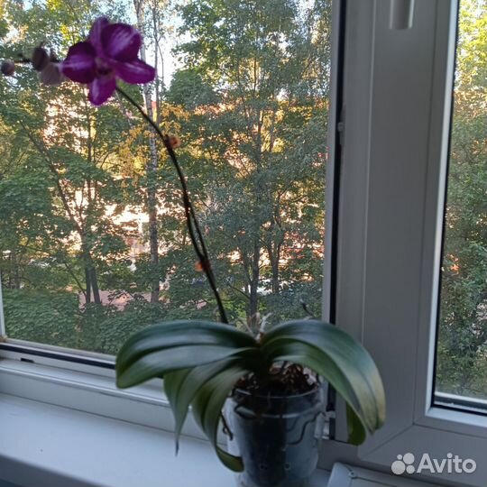 Орхидея фаленопсис