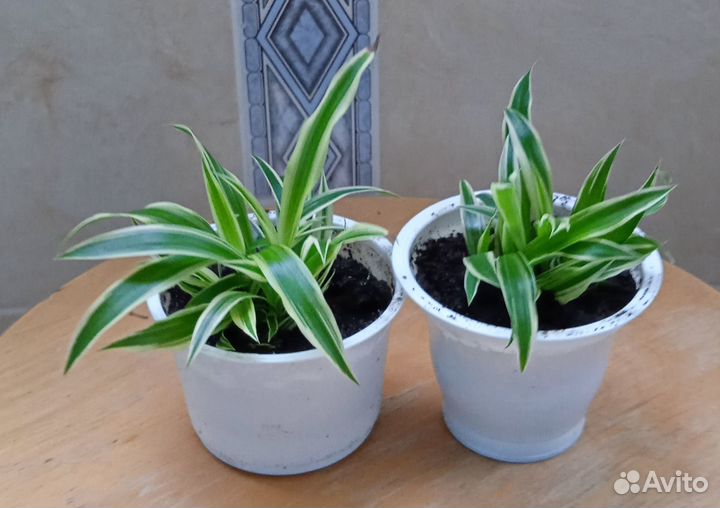 Хлорофитум