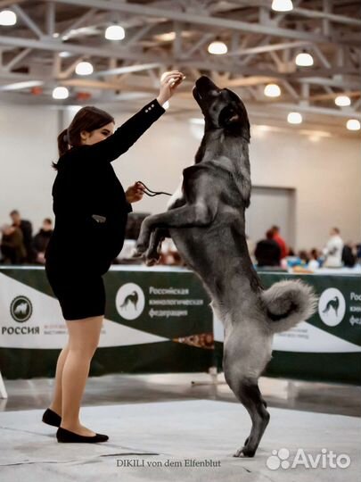 Кангал. Кангальская овчарка. Щенки кангала. Вязка
