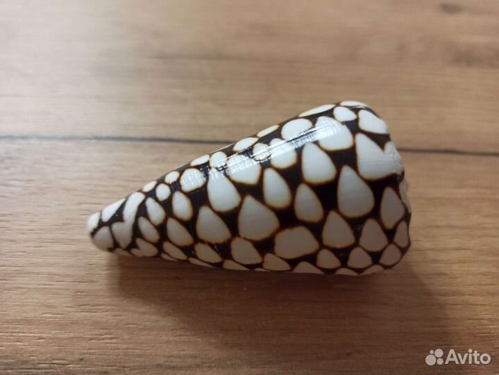 Морская раковина