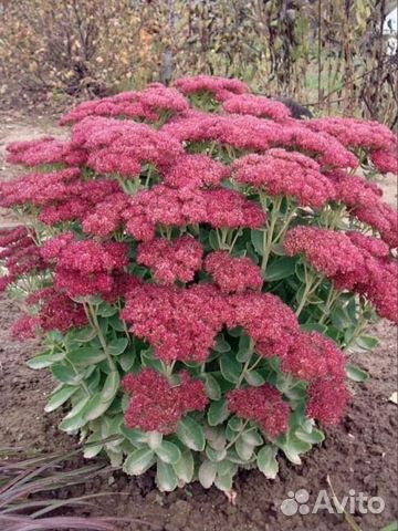 Рассада,Очиток Розовый