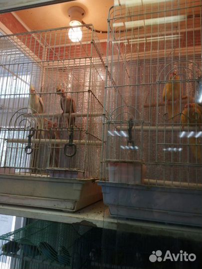 Попугай карелла нимфа, какарик и розелла