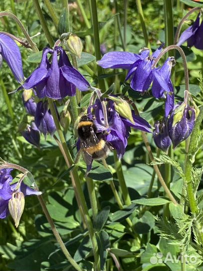 Многолетники саженцы цветы плодовые