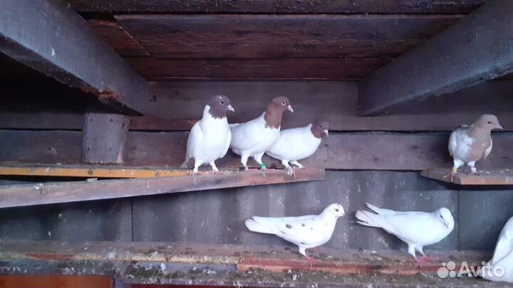 Голубь красноголовые бакинцы