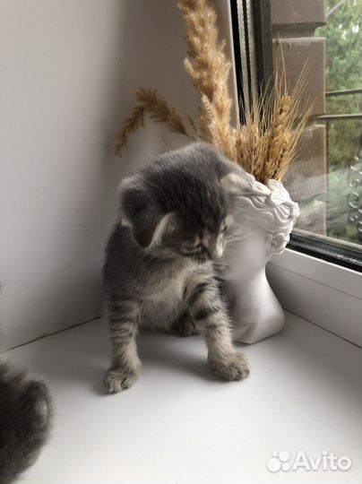 Котята вислоухие