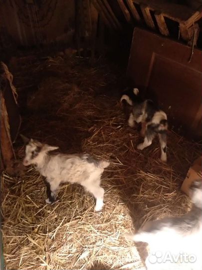 Козы продажа