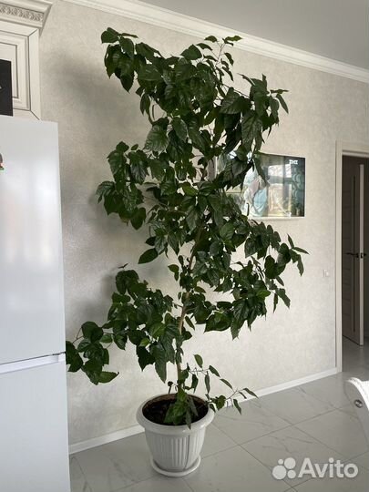 Комнатные растения