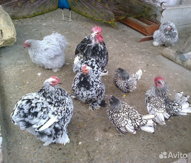 Птичий дворик