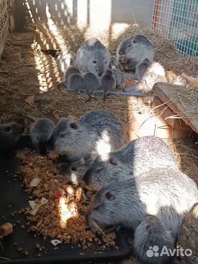 Нутрии на племя