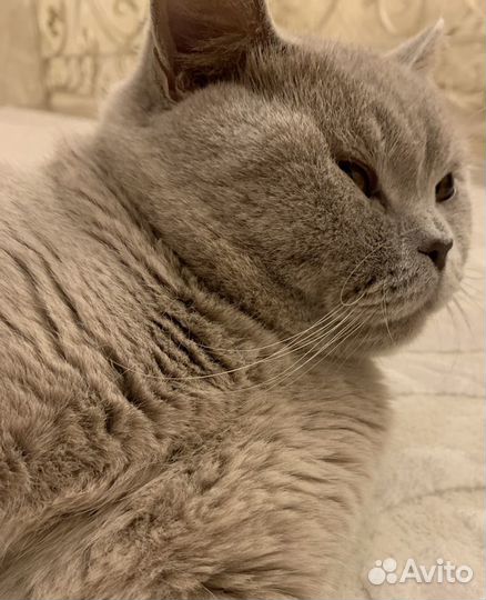 Британский лиловый кот вязка