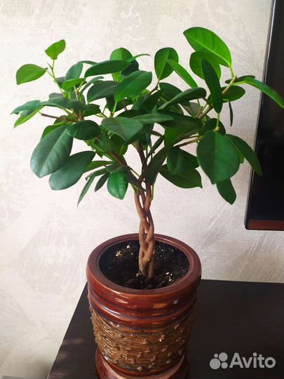 Фикус мокламе