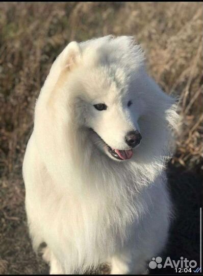Самоедская лайка