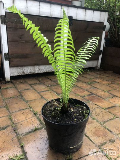 Папоротник страусник