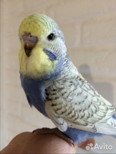 Выставочные волнистые попугаи (Чехи)