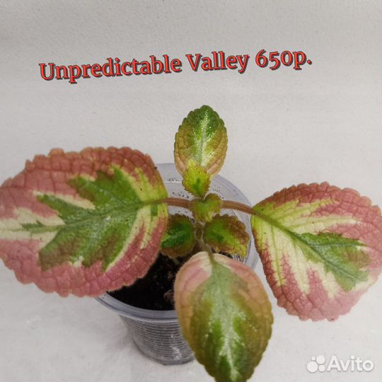 Эписция акварельная