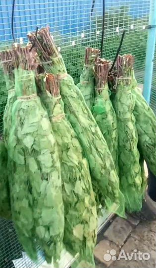 Березовые веники