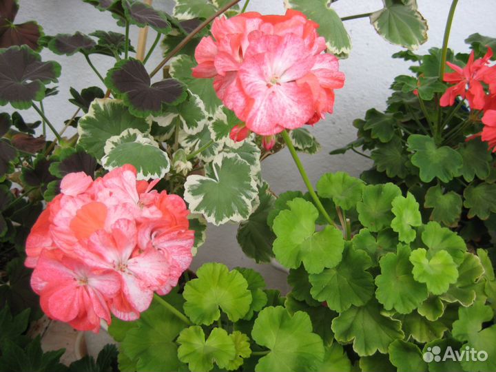 Черенок Пеларгония Герань Golden Anniversary