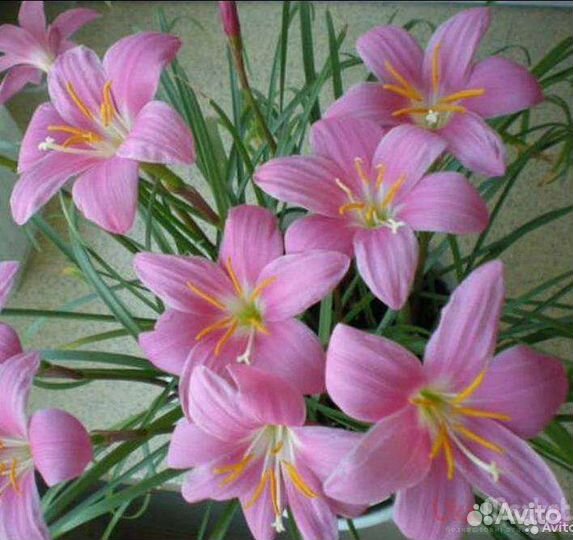 Комнатные цветы