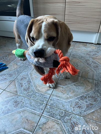 Отдам бесплатно любителям собак