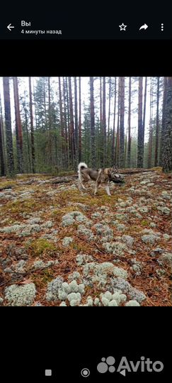 Собака в добрые руки