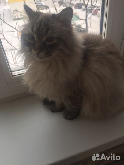 Отдам в добрые руки