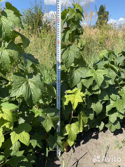 Черная смородина опт