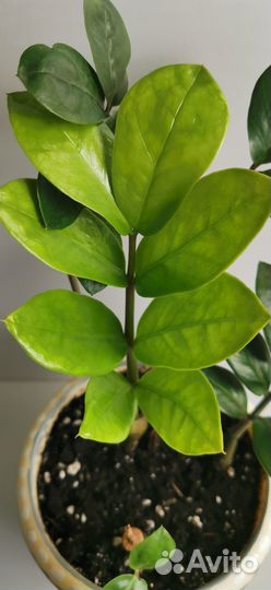 Замиокулькас 3 шт.в одном кашпо