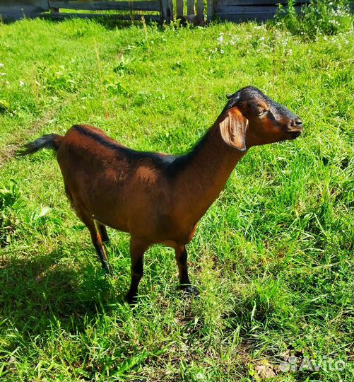 Коза. Козочки. Козлики. Козлик.Обмен