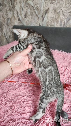 Бенгальский котёнок серебро с документами