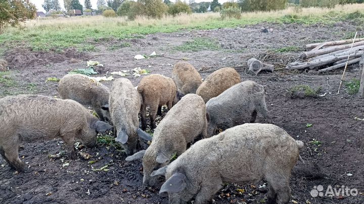 Венгерская мангалица