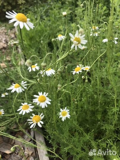 Мята, мелисса, душица,чабрец,многолетний лук