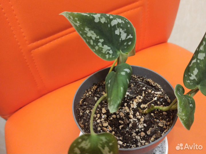 Хлорофитум, сципандус Пиктус, кислица