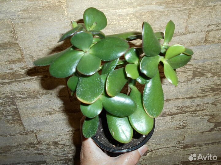 Толстянка денежное дерево