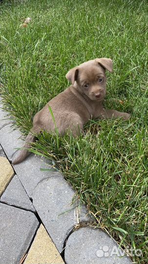 Щенок 2 мес (девочка)