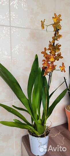Орхидея цветут