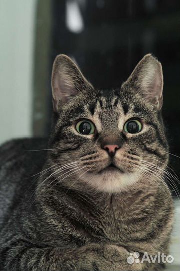 Европейская бездомная кошка Шипучка