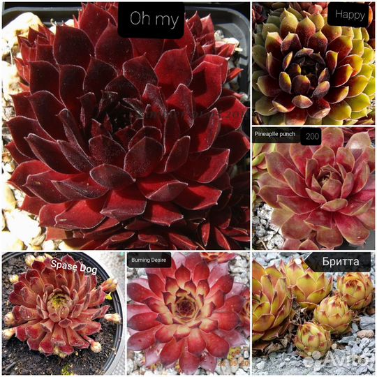 Набор молодило 25 сортов