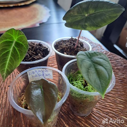 Алоказия Купрея Ред секрет, блэк вельвет, Юкатан