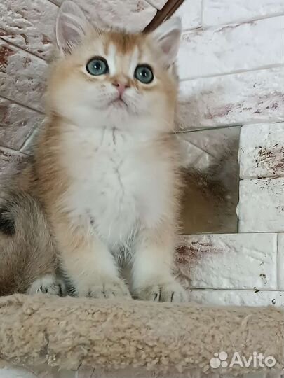 Британская золотая шиншилла кот