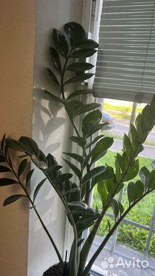 Замиокулькас 80 см