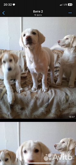 Щенки сао алабай