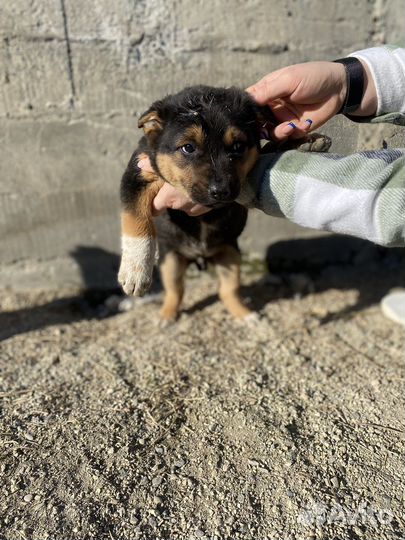 Щенки бесплатно